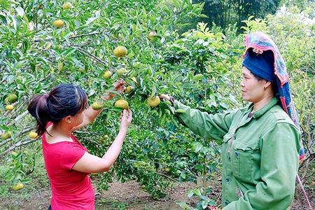 Trung tâm Khuyến nông tỉnh: Tổng kết mô hình cải tạo vườn quýt   