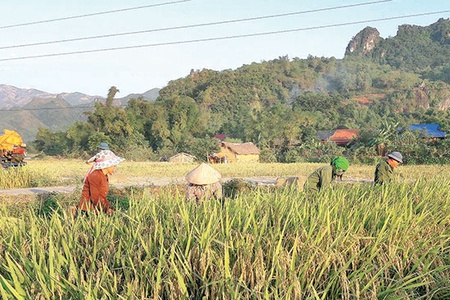 Phù Yên khẩn trương thu hoạch lúa mùa