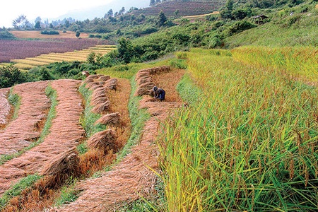 Hang Chú mở rộng diện tích ruộng bậc thang