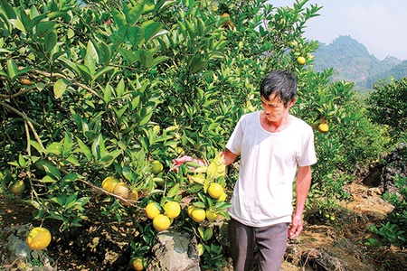 Vân Hồ: Trồng mới 215 ha cây ăn quả