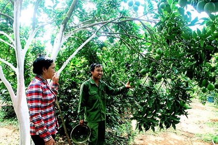 Xây dựng chuỗi sản xuất, cung ứng tiêu thụ nông sản an toàn