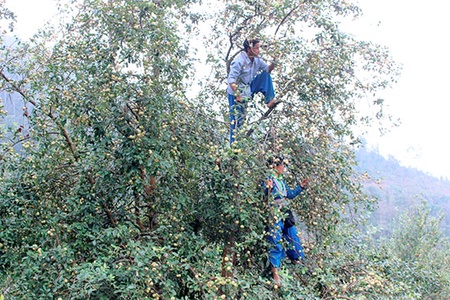Xuân về trên vùng cao Hang Chú