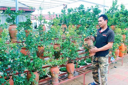 Nghề trồng cây cảnh bonsai ở Mai Sơn