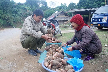 Tìm đầu ra ổn định cho khoai sọ Hua Păng