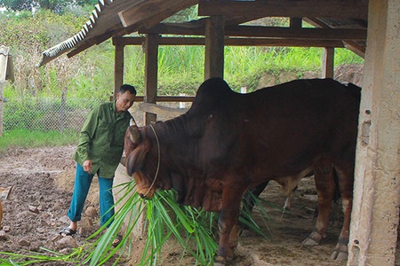 Đẩy mạnh hỗ trợ vốn cho nông dân phát triển sản xuất
