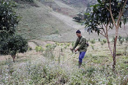 Xuân Nha giúp nhân dân chuyển đổi cơ cấu cây trồng, vật nuôi