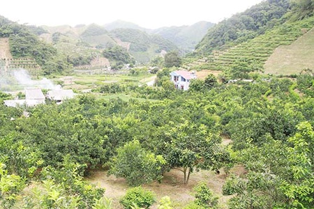 Hiệu quả thiết thực từ chủ trương trồng cây ăn quả trên đất dốc