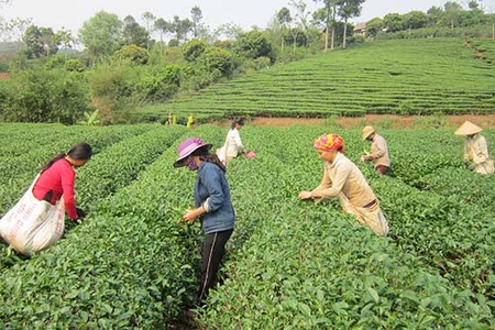 Đảng bộ Thuận Châu: Chọn khâu đột phá để dân giàu, huyện mạnh