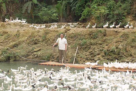 Cựu chiến binh sản xuất, kinh doanh giỏi