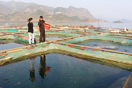 Quỳnh Nhai nhân rộng các mô hình sản xuất nông nghiệp ứng dụng công nghệ cao