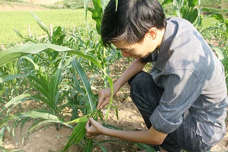 Tăng cường phòng, chống sâu keo mùa thu