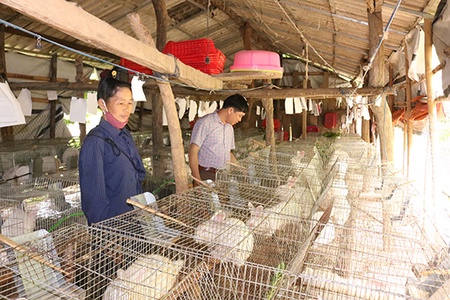 Làm giàu từ nuôi thỏ