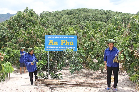 Chủ động các điều kiện phục vụ tiêu thụ, xuất khẩu nhãn niên vụ 2019