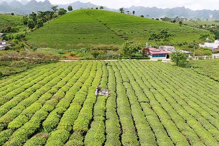 Xây dựng, bảo vệ và phát triển thương hiệu nông sản địa phương