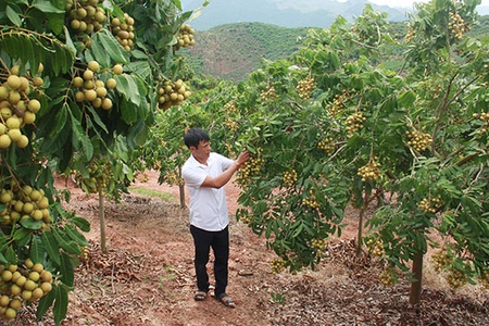 Người tiên phong ứng dụng công nghệ cao vào chăn nuôi