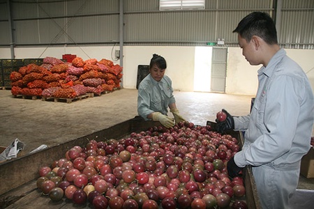 Phát triển vùng nguyên liệu bền vững