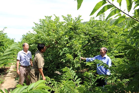 Điển hình phong trào CCB giúp nhau làm kinh tế
