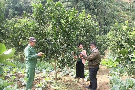 Chính sách tín dụng phục vụ nông nghiệp, nông thôn