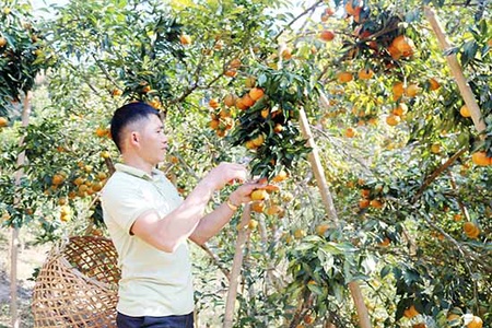 Mùa quýt ở Nậm Lạnh