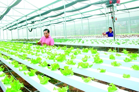 Khởi sắc nông nghiệp Yên Châu