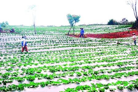 Thơm ngọt dâu tây trên cao nguyên Châu Mộc