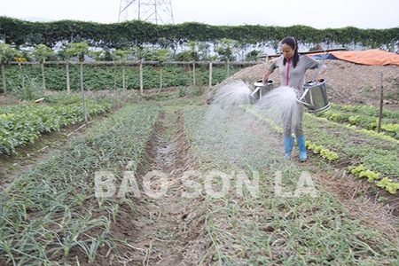 Nông dân Sơn La với phong trào thi đua sản xuất, kinh doanh giỏi