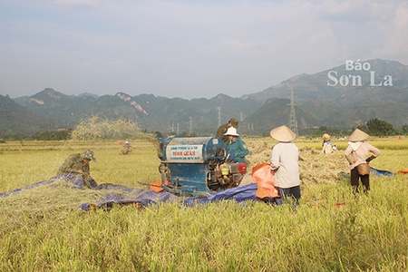 Vựa lúa Mường Tấc