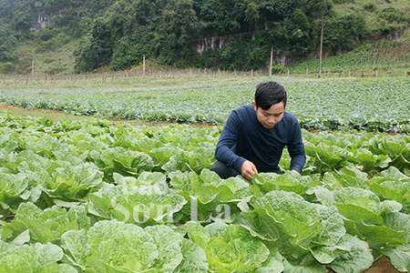 Phát triển nông nghiệp công nghệ cao ở Mộc Châu