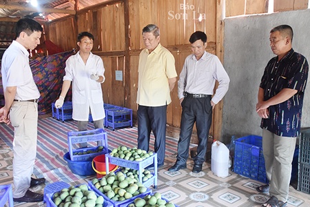 Màng sinh học Saponin nâng cao giá trị nông sản