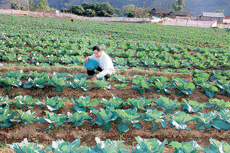 Thu nhập cao từ trồng rau vụ muộn