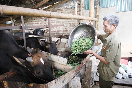 Ông Cuốc chăn nuôi giỏi