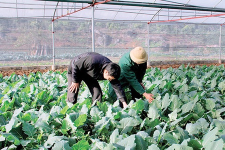 Bước chuyển biến từ phong trào nông dân thi đua sản xuất kinh doanh giỏi