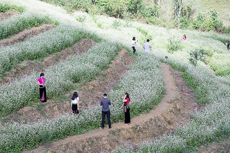 Người mang sắc hoa lên đèo Pha Đin