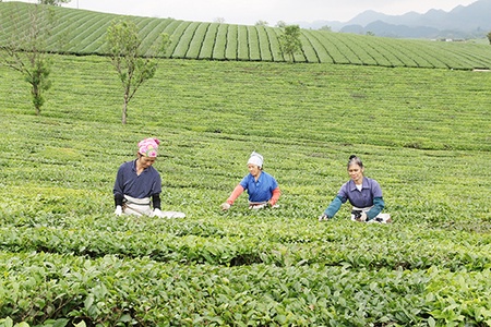 Ghi trước ngày Hội trà cao nguyên Mộc Châu