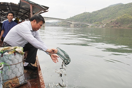 Thả 460 kg cá giống xuống lòng hồ thủy điện Sơn La