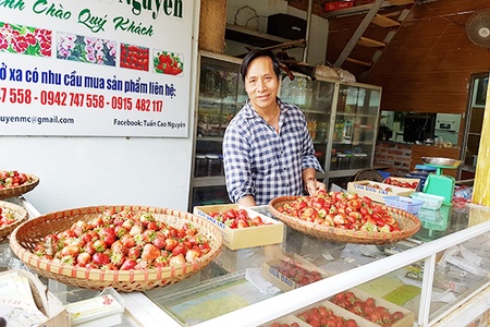 CHUYỆN VỀ TRANG TRẠI PHONG LAN, DÂU TÂY NHẬT TRÊN CAO NGUYÊN MỘC CHÂU: Kỳ 2: Ổn định mô hình, rõ hướng đi