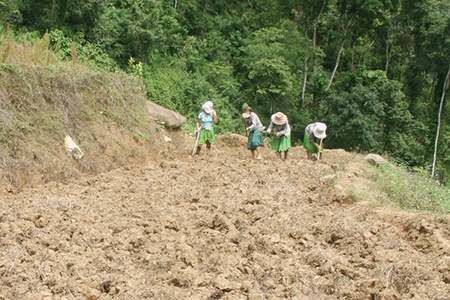 Tập trung các điều kiện gieo trồng cây trên nương