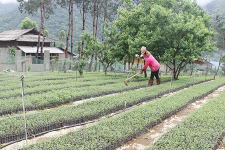 Giải pháp phát triển cây dược liệu bền vững