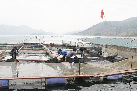 Quan tâm hỗ trợ phát triển hợp tác xã thủy sản