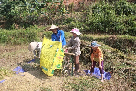 Ngày mùa ở Mường Bám
