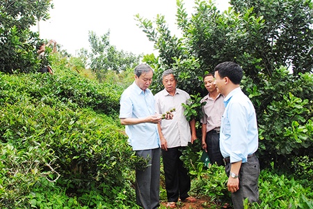 Triển vọng từ mô hình trồng cây mắc ca