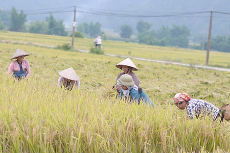 Phù Yên khẩn trương thu hoạch lúa chiêm xuân