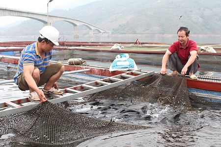 Xây dựng thương hiệu cá lồng lòng hồ sông Đà