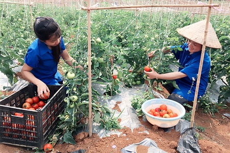 Tiếp sức cho các hợp tác xã   