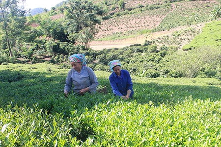 Hiệu quả vốn vay của Agribank Thuận Châu