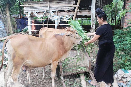 Chi nhánh NHCSXH tỉnh: Trao “cần câu” cho người nghèo