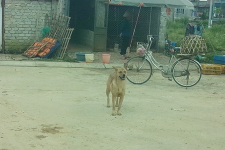 Cần nâng cao ý thức trong nuôi nhốt chó