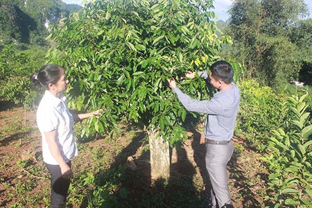 Muổi Nọi mở rộng diện tích nhãn ghép chín muộn