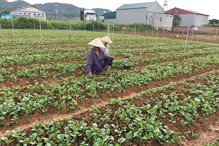 Hiệu quả thành lập các hợp tác xã nông nghiệp