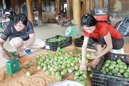 Cần có giải pháp cho cây chanh leo phát triển bền vững:  Kỳ II: Chỗ đứng vững chắc cho cây trồng mới